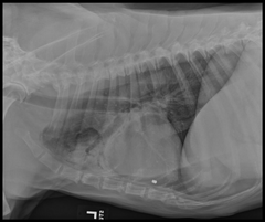 <p>What common sequela to megaesophagus is illustrated in this image?</p>