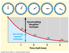 <p>Determined using ratios of unstable isotopes and their predictable half-lives.</p>