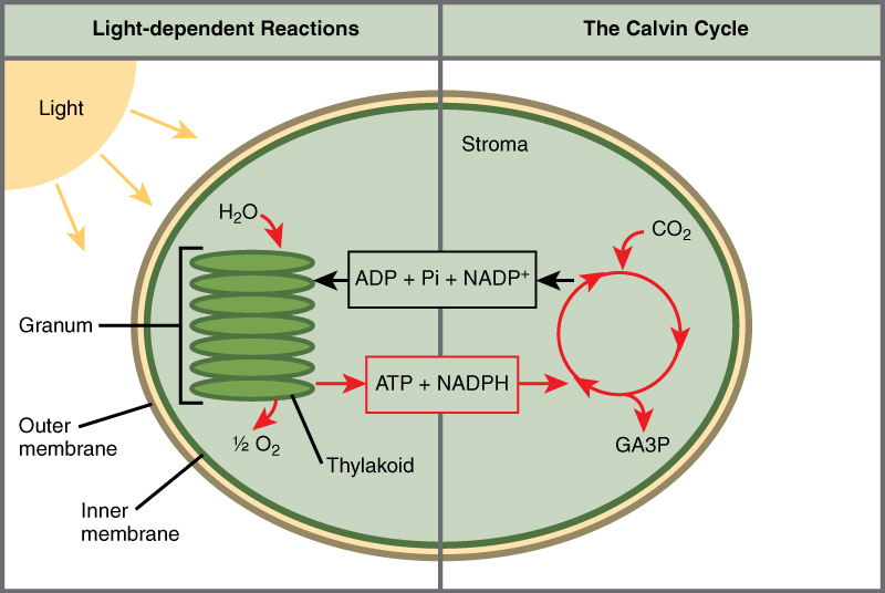 <p>a set of reactions that use sunlight, CO2, and H2O and convert it into sugars and O2</p>