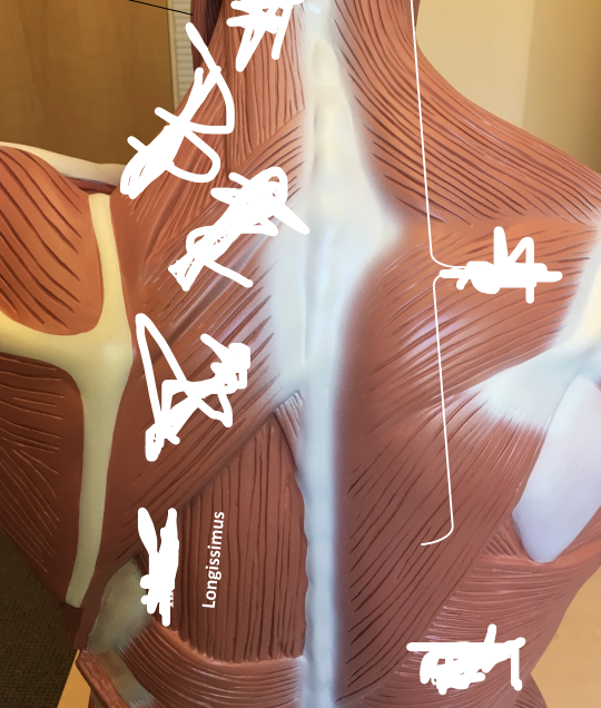 <p>Longissimus </p>