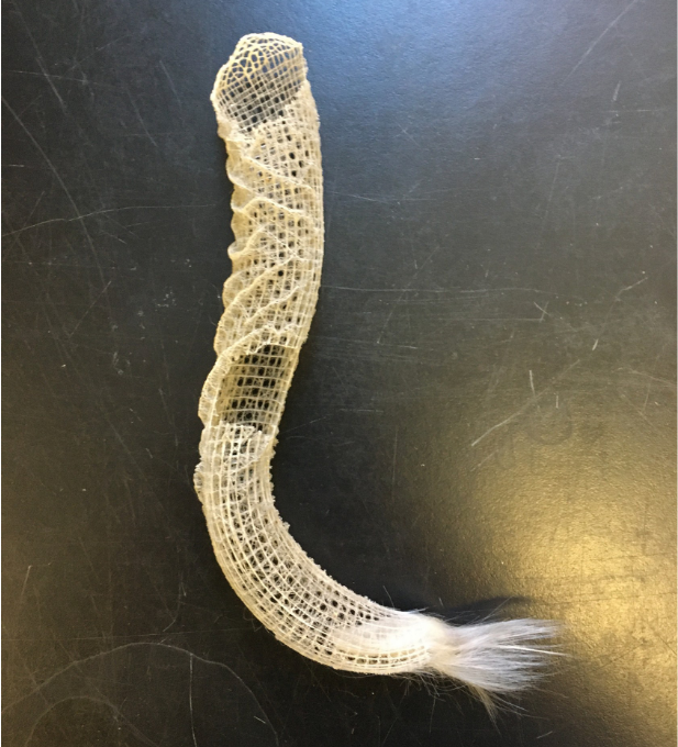 <p>Phylum porifera:</p><p>Genus: Euplectella</p>