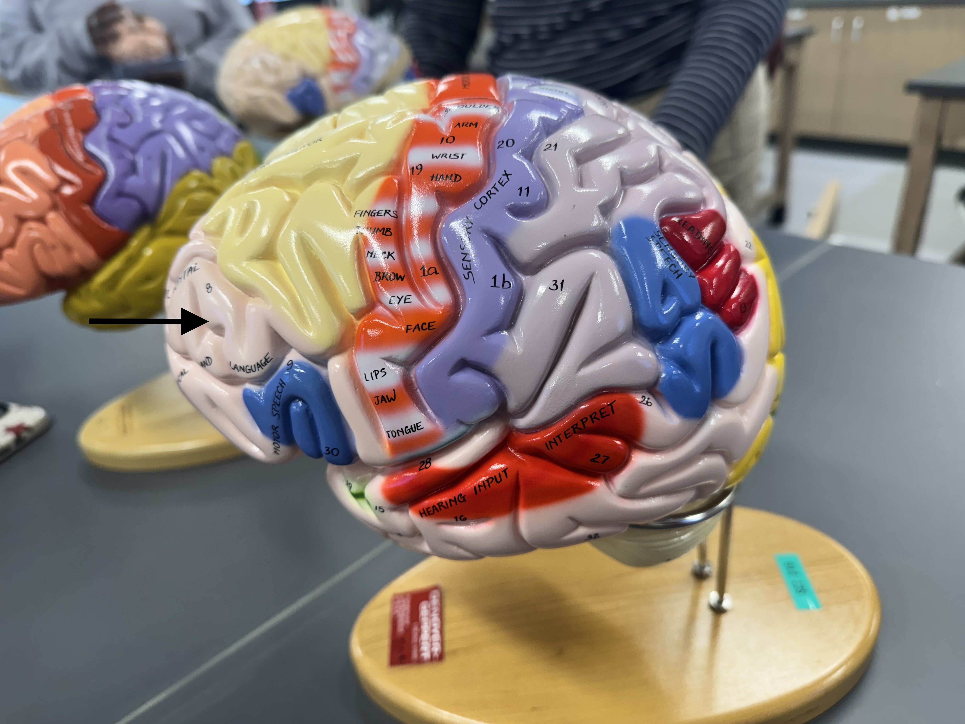 knowt flashcard image