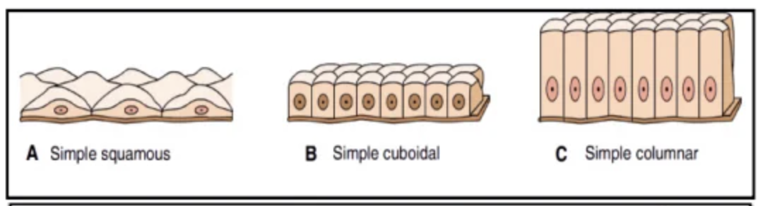 <p>Squamous, cuboidal, columnar</p>