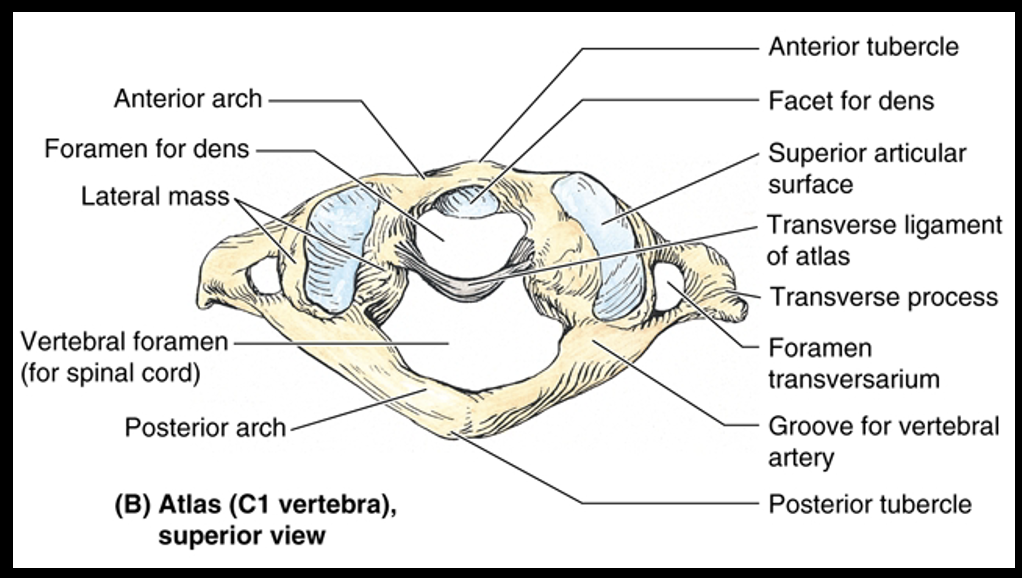 <p><span><strong>First cervical vertebra (C 1)</strong></span></p><p><span>It has no body and leaves a space to accommodate the dens of the axis. Superior articular surfaces articulate with occipital condyles ā āYESāmovement of the head</span></p><p><span>*articulates w/ skull</span></p>
