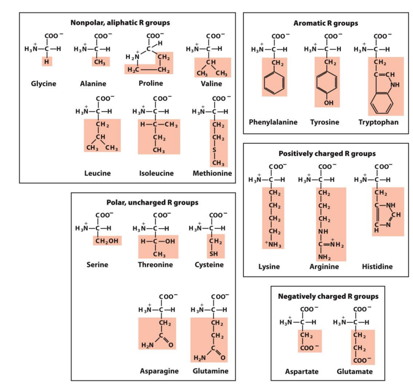 <ul><li><p>Monomers that make up proteins</p></li><li><p>The backbone of AA is the N, the alpha C and the C in the carbonyl (3 atoms) </p></li><li><p>There are 20 common AA</p></li><li><p>Key function of AA:</p><ul><li><p>Capacity of polymerise</p></li><li><p>Useful acid-base properties</p></li><li><p>Varied chemical and physical properties (physicochemical)</p></li></ul></li><li><p>Hydrophobic amino acids are largely buried in the protein interior so that the number of hydrogen bonds and ionic interactions within a protein is maximised</p></li><li><p>Leucine, Valine and Isoleucine are considered BRANCHED amino acids (BCAAs) - they are essential amino acids, the body cannot synthesise these and they must be obtained from the diet</p></li></ul><p></p>