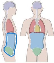 <p>division of the anterior (ventral) cavity that houses the abdominal and pelvic viscera</p>