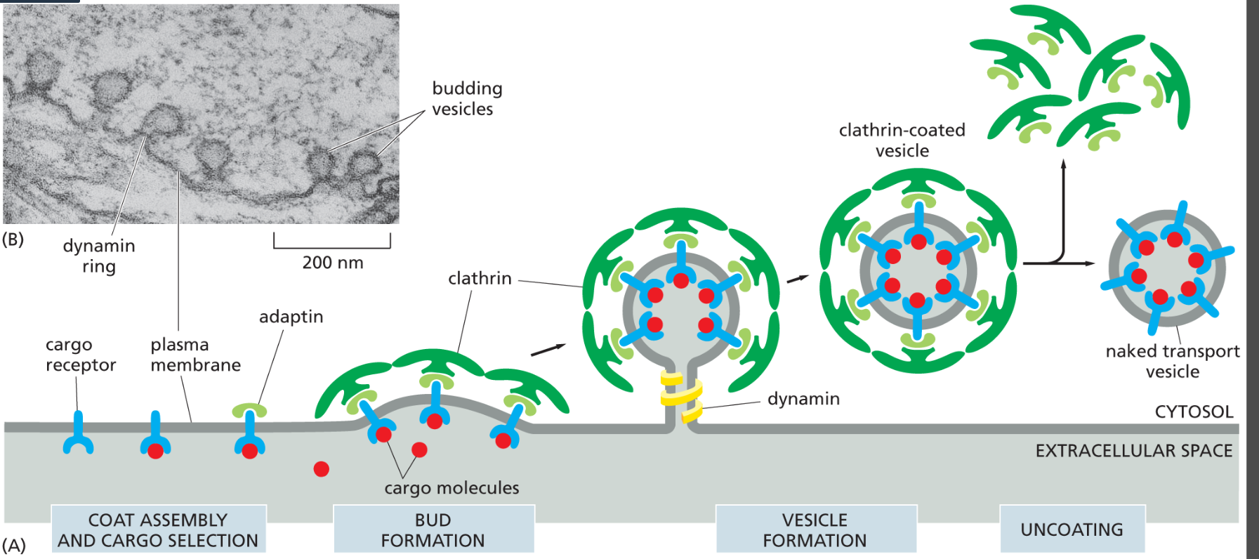 <p>A coat protein that forms a basket-like cage around budding vesicles in endocytosis and transport from the Golgi or plasma membrane</p><ul><li><p><strong>adaptin </strong>attaches clathrin to vesicle membrane</p></li></ul><p></p>