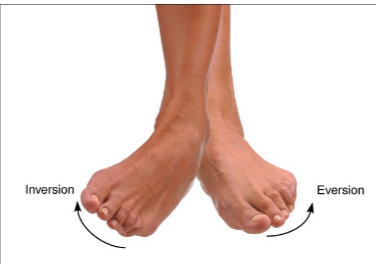 <p>- turn inward of ankle</p><p>- bottom of foot turn in</p>