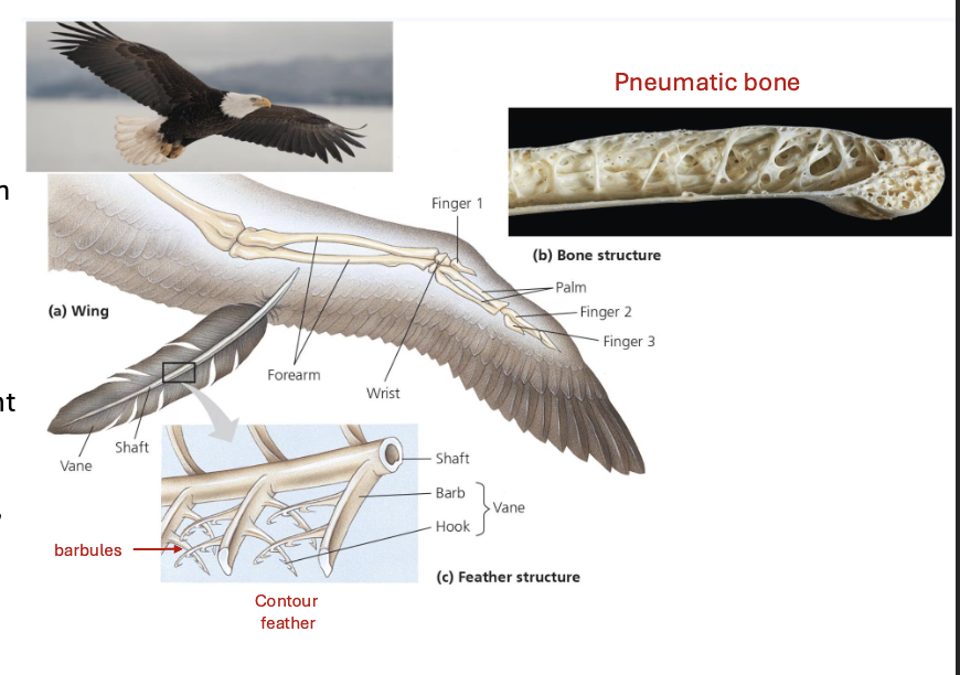 <p>AVIAN REPTILES (BIRDS)</p>