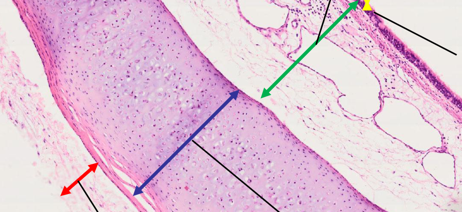 <p>benoem structuren</p>