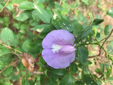 <p>Centrosema virginianum</p>