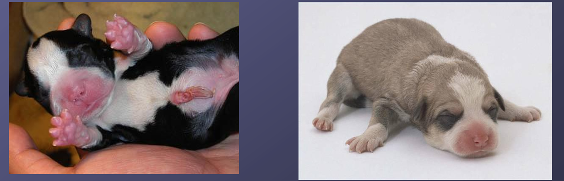 <p>Born deaf and blind, poor smell </p><p>Eating and sleeping </p><p>Very limited learning capabilities</p>