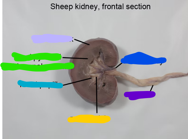 <p>what is yellow</p>