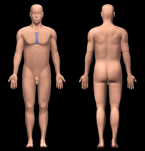 <p>sternum </p>