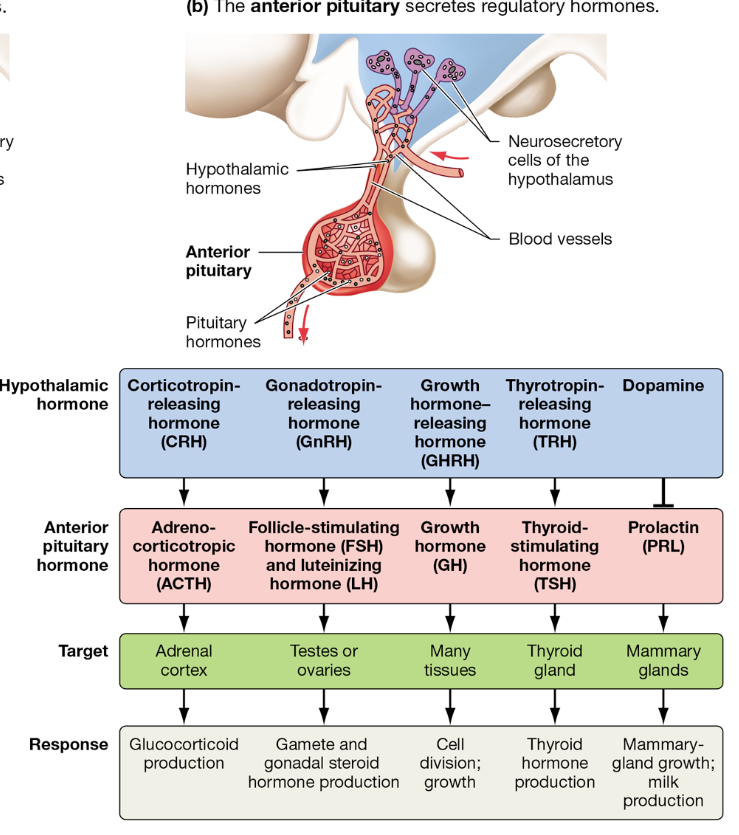 <p>How is the hypothalamus connected to the anterior pituitary?</p>