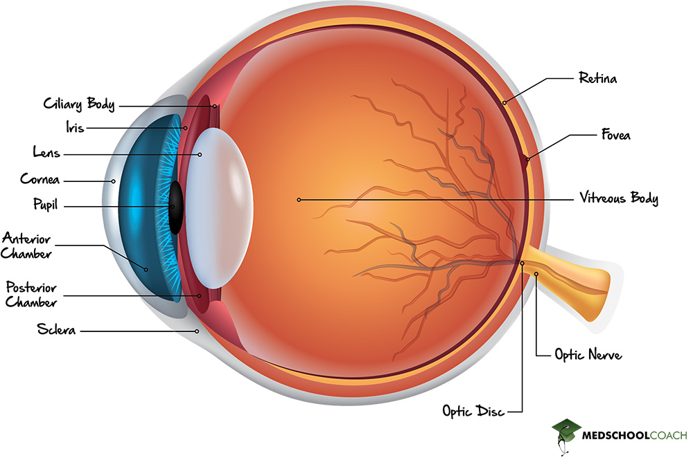 <p>Optic disc</p>