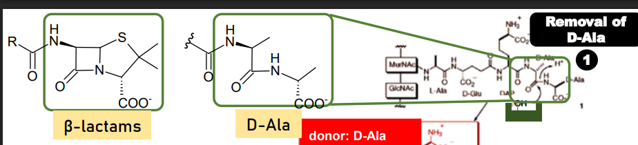 <p>We can see the resemblance of the beta-lactam ring to the D-Ala transition state (D-Ala is in the middle of breaking and forming new bonds) and drugs that look like the transition state have higher affinity towards the enzyme because they resemble the active conformation of the enzyme, meaning less energy is needed to change into the active form. Therefore, there is higher affinity of beta-lactams compared to the D-alanyl-D-alanine peptide.</p><p></p><p>Consequence: <strong>high affinity in exchange for stability.</strong></p>