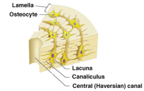 <p>Osteons with central canal, lamellae, lacunae, canaliculi.</p>