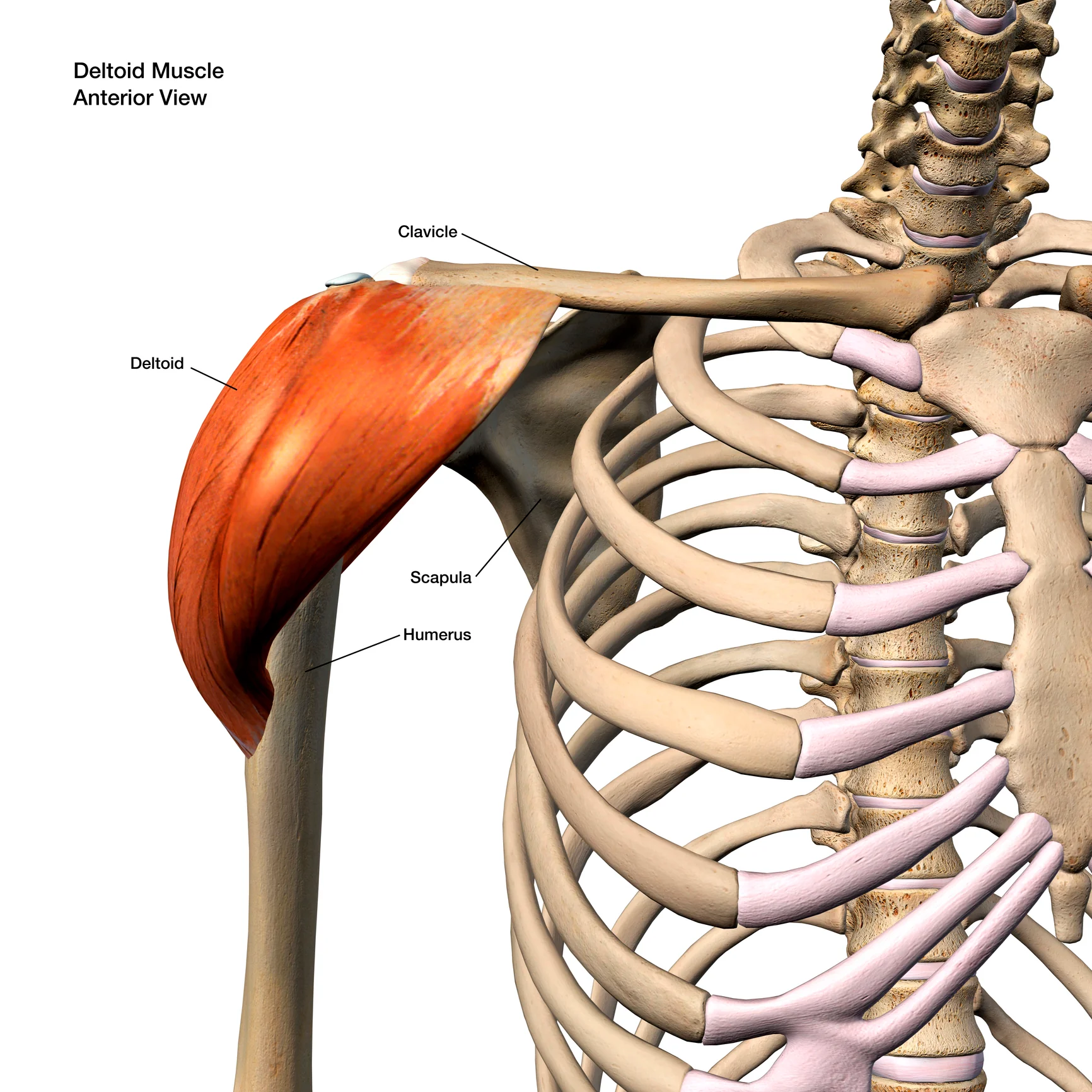 <p><span style="background-color: transparent;">Trapezius, clavicle, scapula / deltoid tuberosity of scapula | Abduction, flexion, extension; medial/lateral rotation</span></p>