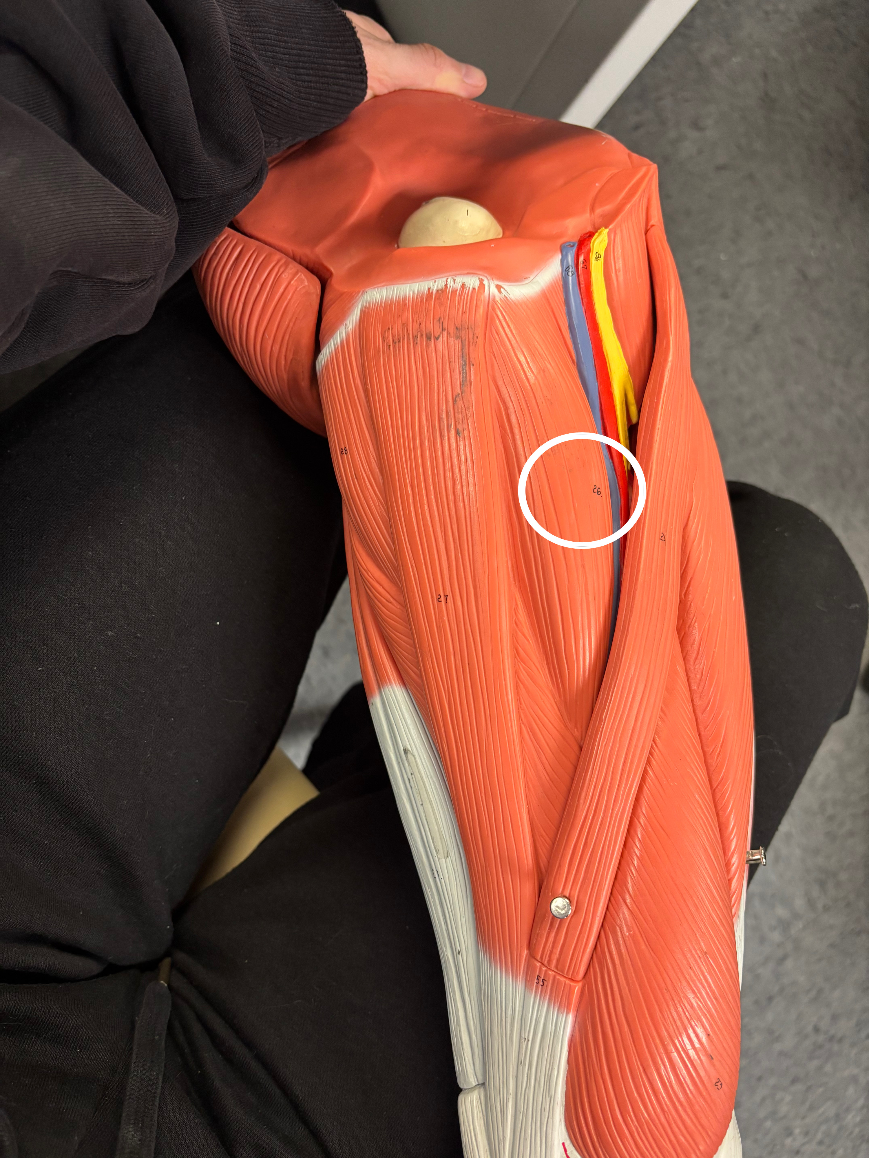 <p>Adductor longus muscle</p><p>Adduction and rotation of the thigh at the hip joint</p>