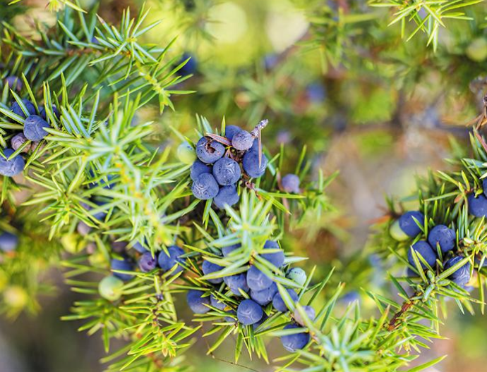 <p>Identify this conifer.</p>