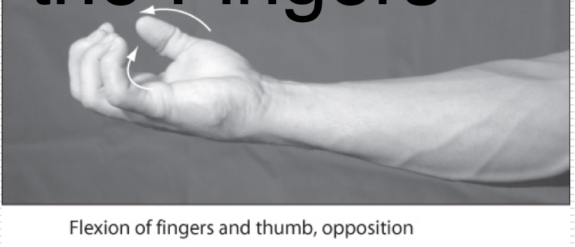 <p>Movements of the distal toward the palm </p>