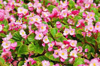<p>Wax Begonia</p>