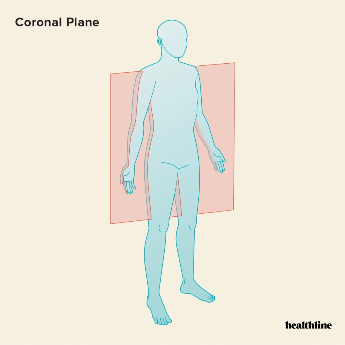 <p>Frontal/ Ventral Plane</p>