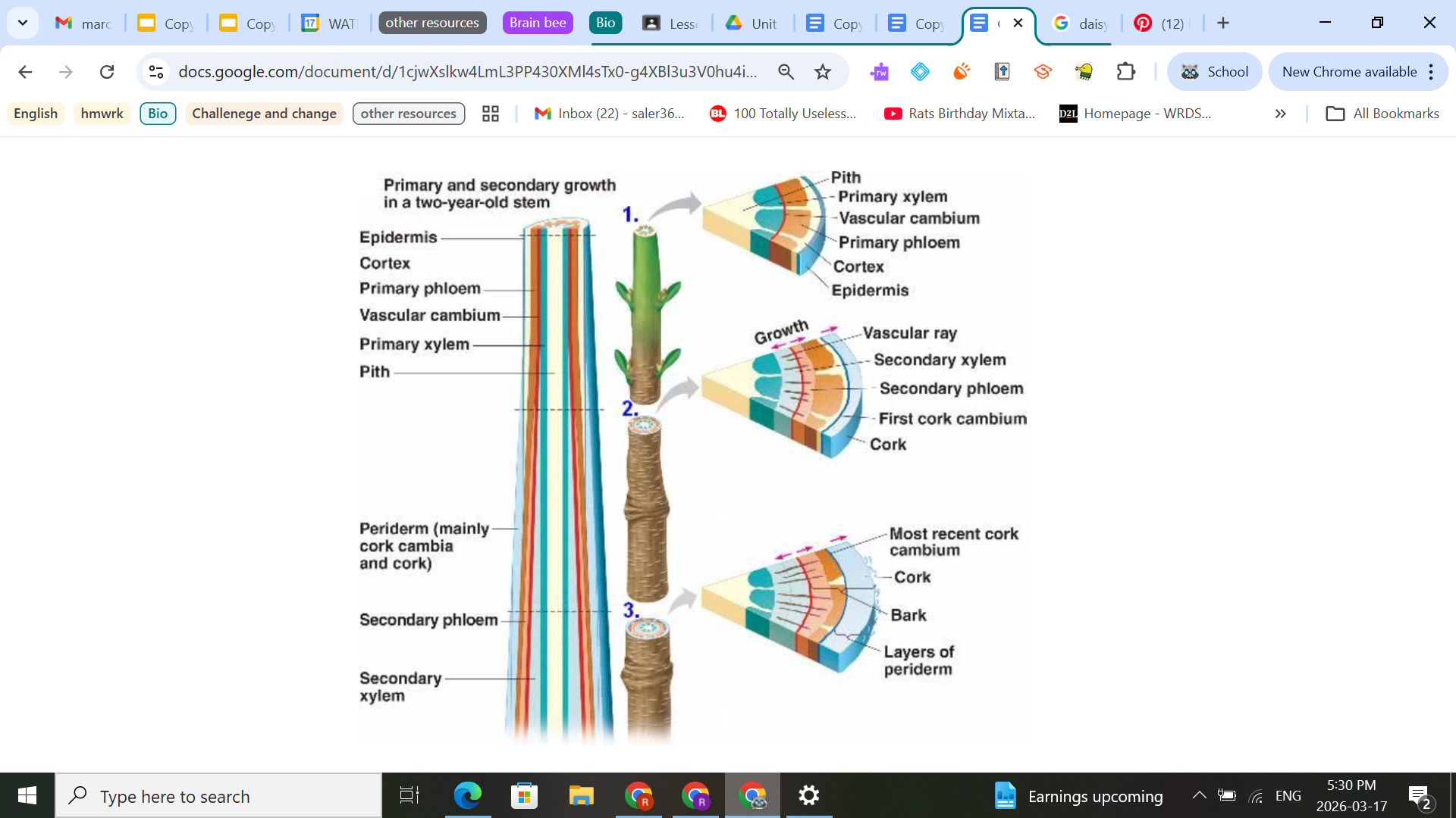 <p><span style="background-color: transparent;">There are meristematic cells located just beneath the outside layer of the stem of woody plants.&nbsp; These regions are called <strong>lateral meristems</strong> which enable the plant to grow wider.&nbsp;&nbsp;</span></p><p><span style="background-color: transparent;">The <u>inner meristem</u> is referred to as the vascular cambium (basically connecting all the phloem and xylem together → make the rings of a tree).&nbsp; The cells along the outside of the vascular cambium produce secondary phloem. The cells along the inside of the vascular cambium become the secondary xylem and as they enlarge they push the rest of the cells outward. The secondary xylem is called the wood.</span></p><p><span style="background-color: transparent;">Each cell division in the vascular cambium produces one new xylem cell and one new phloem cell.</span></p><p><span style="background-color: transparent;">The <u>outer meristem</u> (on the outside, basically the bark of a tree) helps the plant grow wider by replacing the epidermis with new dermal tissue, called cork. These new cells form the bark of the plant.</span></p><ul><li><p><span style="background-color: transparent;">A tree will die if all it’s cork is removed (because it can’t get sugars to the roots), except for cork trees (how we get cork) because they can regrow their cork</span></p></li></ul><p><span style="background-color: transparent;">Every year, the vascular cambium produces new secondary xylem and phloem.&nbsp; The secondary vascular tissue eventually crushes the primary phloem (basically replaces it).</span></p><p><span style="background-color: transparent;">ask if we need to know diagram</span></p>