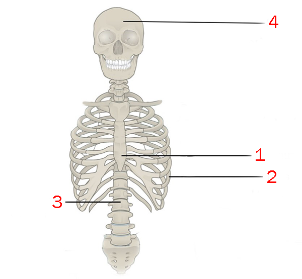 <p>The bones at "3" are called the</p>