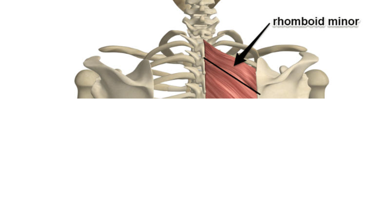 <p>Rhomboid Minor</p>