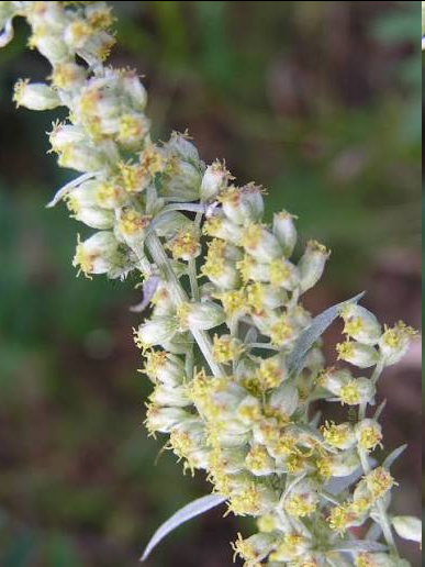 <p><span style="font-family: "Open Sans"; font-size: large;"><strong><u>Prairie Sagewort - Artemisia frigida</u></strong></span></p>