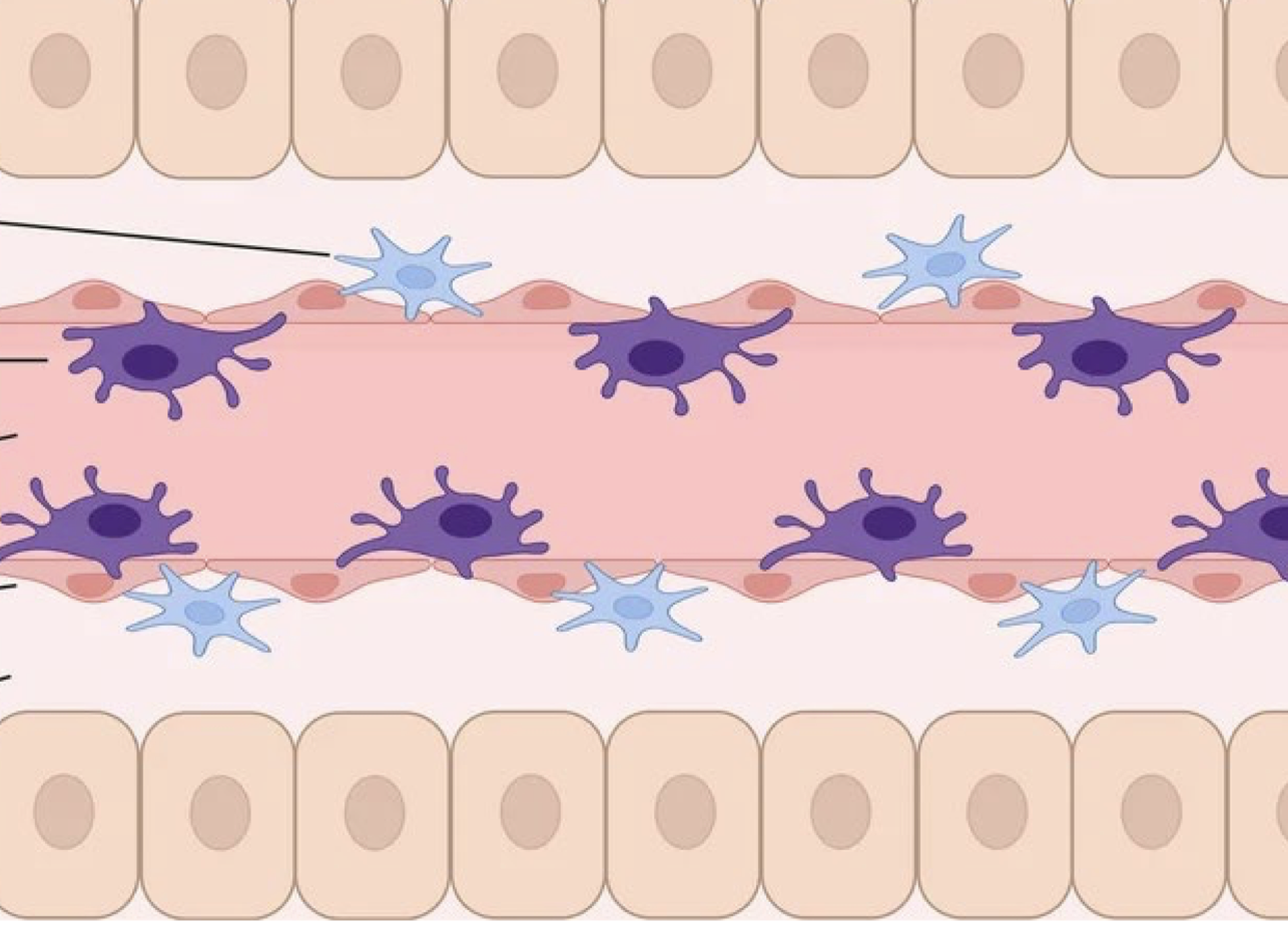 <p>What are the purple cells?</p>