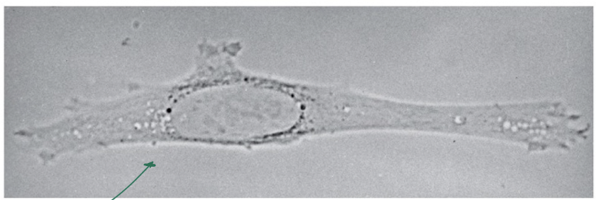 <p>Brightfield microscopy</p>