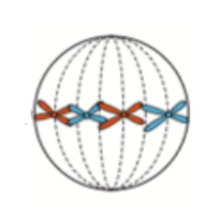 <p><span style="background-color: transparent;">This could be a cell in the process of: </span></p><ol><li><p><span style="background-color: transparent;">Mitosis</span></p></li><li><p><span style="background-color: transparent;">Meiosis</span></p></li><li><p><span style="background-color: transparent;">Either mitosis or meiosis</span></p></li></ol><p></p>