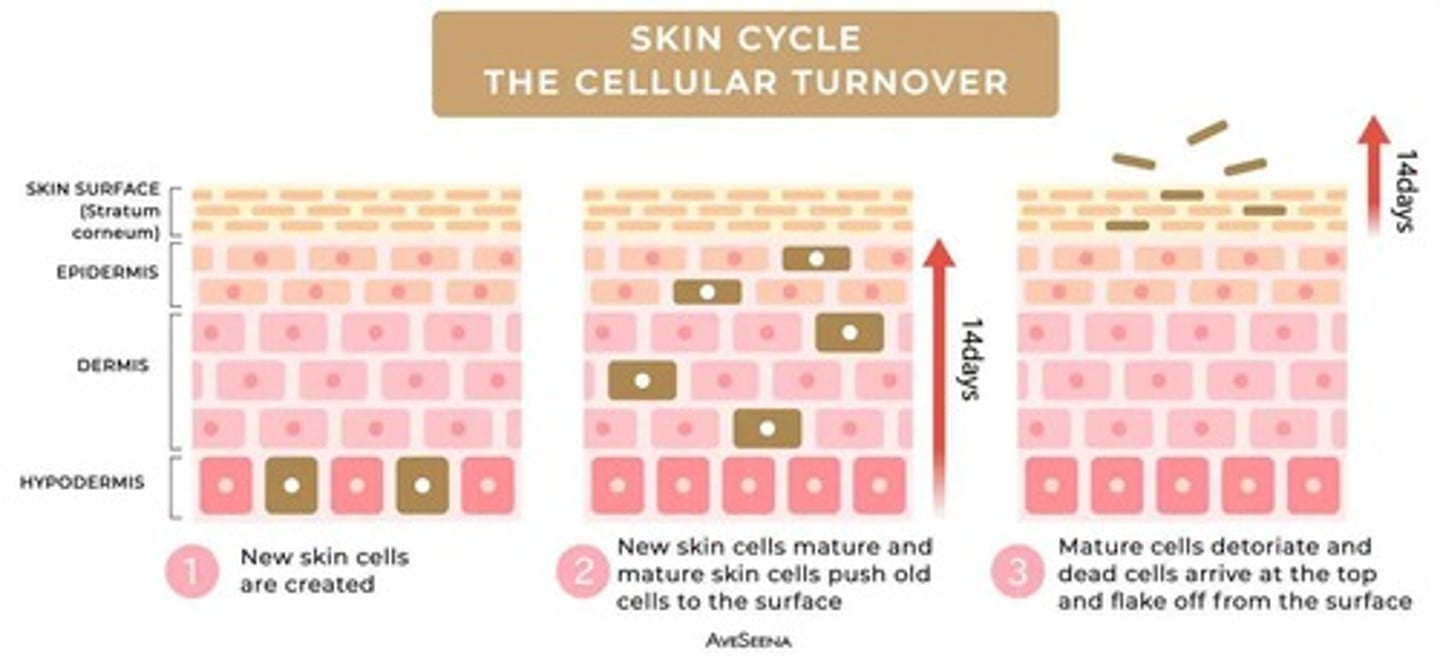 <p>They become flattened and dead due to keratin production.</p>