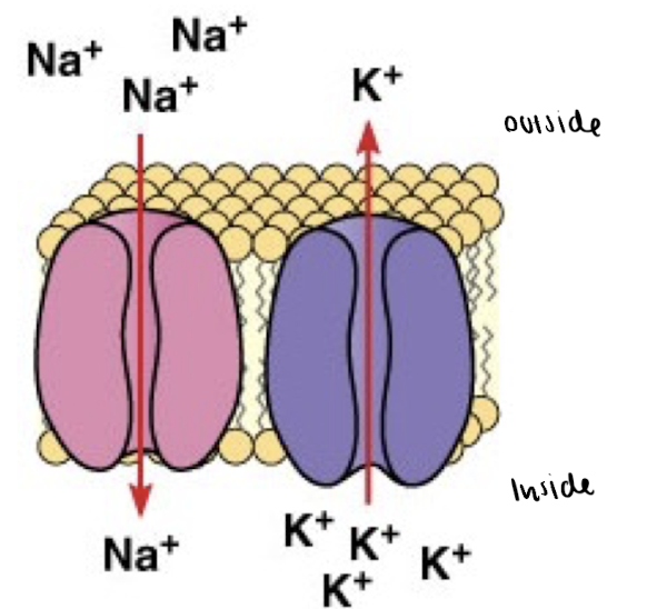 <p>Neurons: Ion Channels</p>
