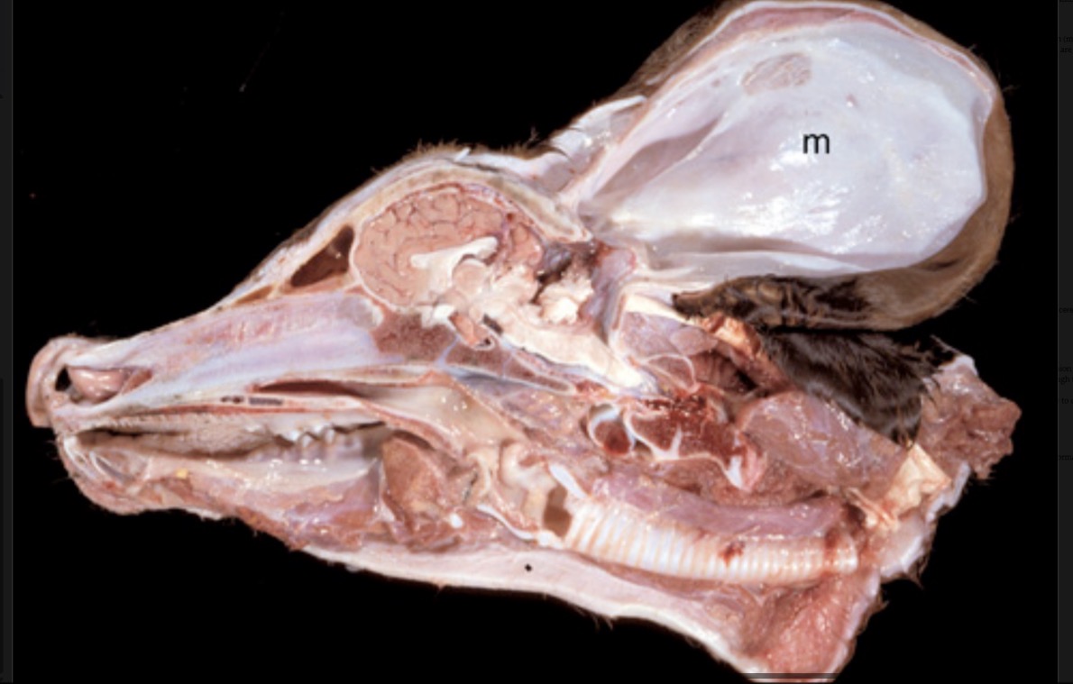 <p>Name the lesion in this calf + provide a possible pathogenesis. What kind of developmental disturbance would it be?</p>
