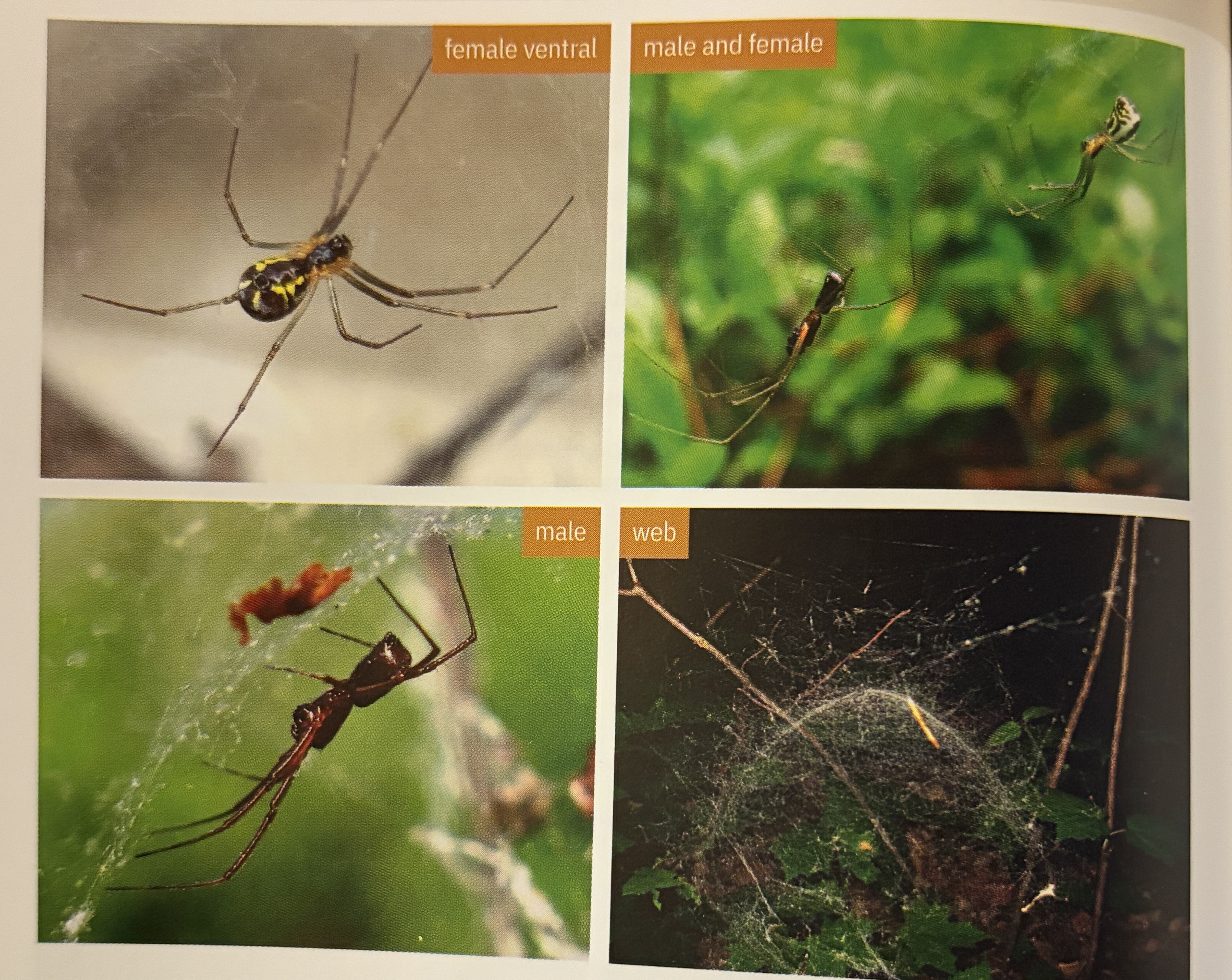 <p>Neriene radiata - “filmy dome spider”</p><p>family: Linyphiidae</p>
