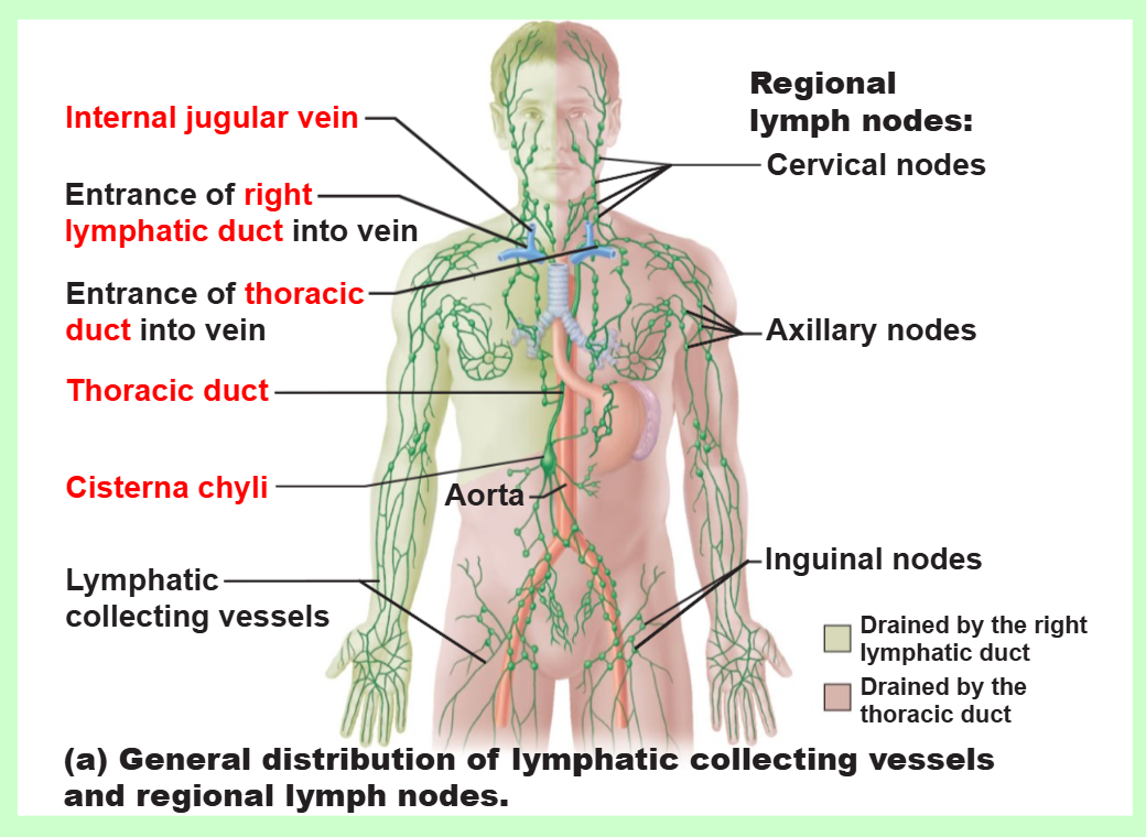 <ul><li><p>right upper arm</p></li><li><p>right side of head and thorax</p></li></ul><p></p>