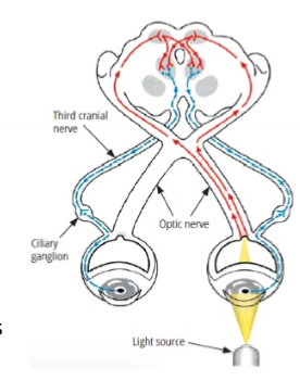 <p>Pupillreflexer - PLRs<br>Systemet</p>