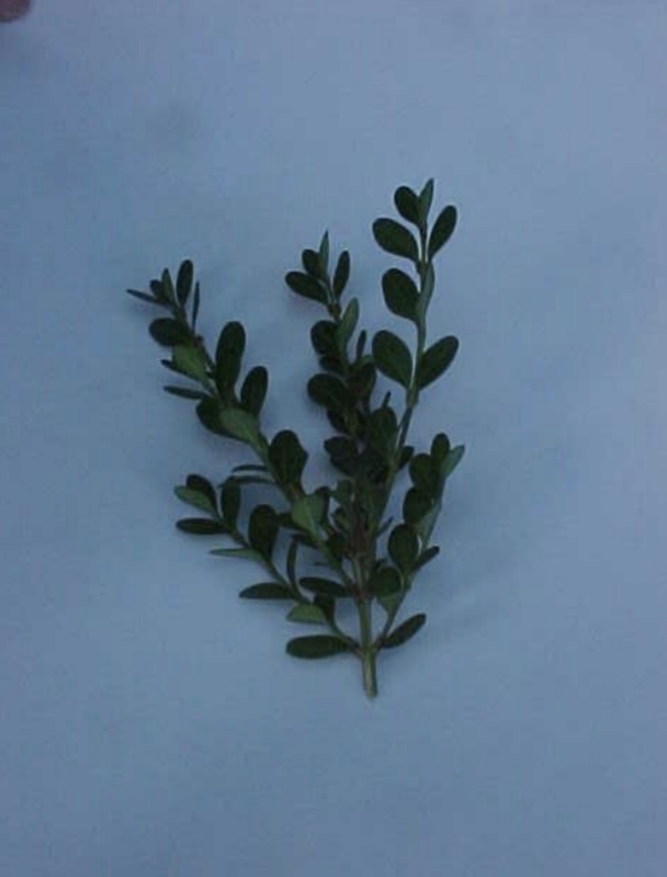 <p>What is this branch?</p>