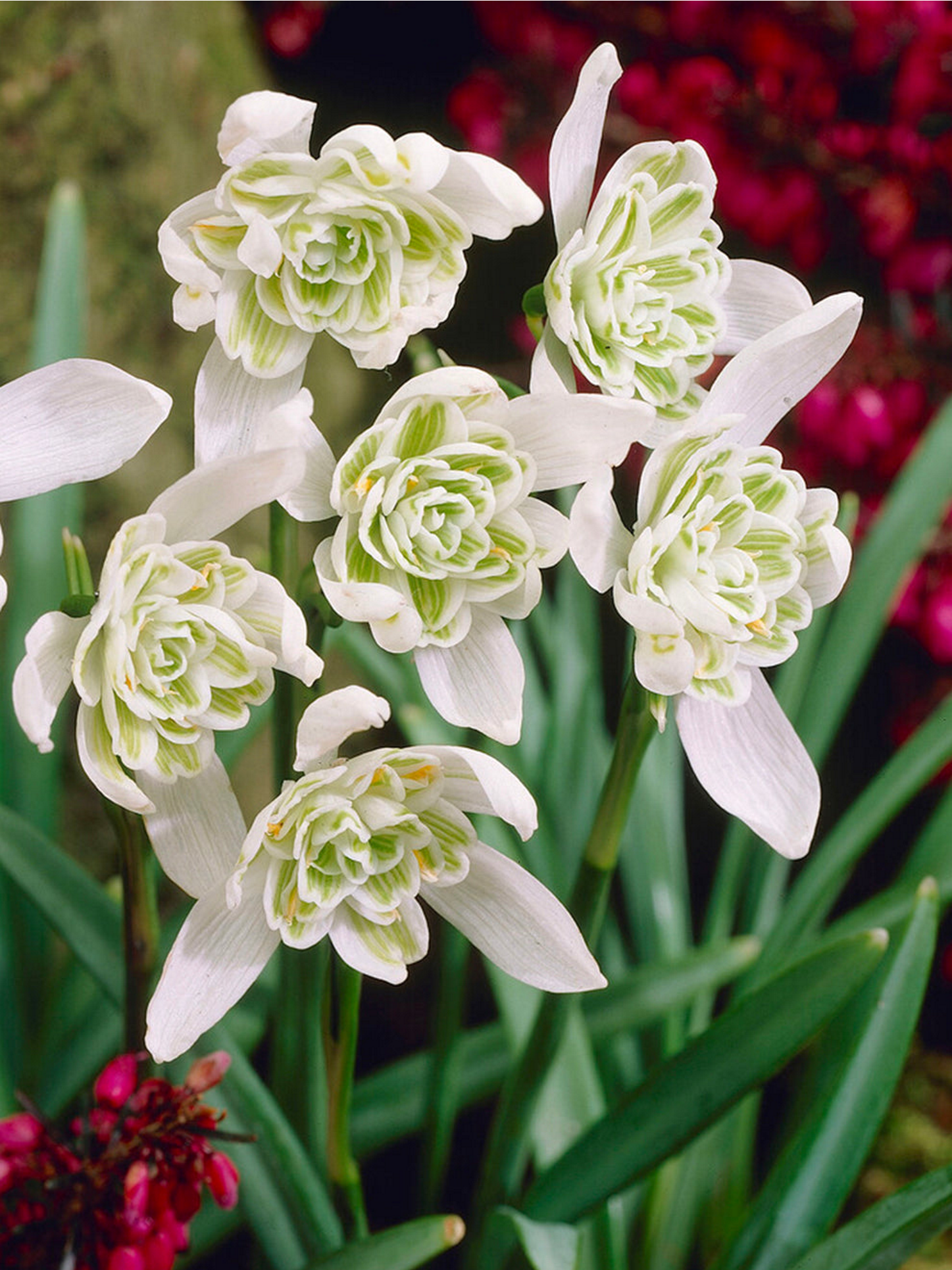 <p>Galanthus nivalis - snödroppe</p>