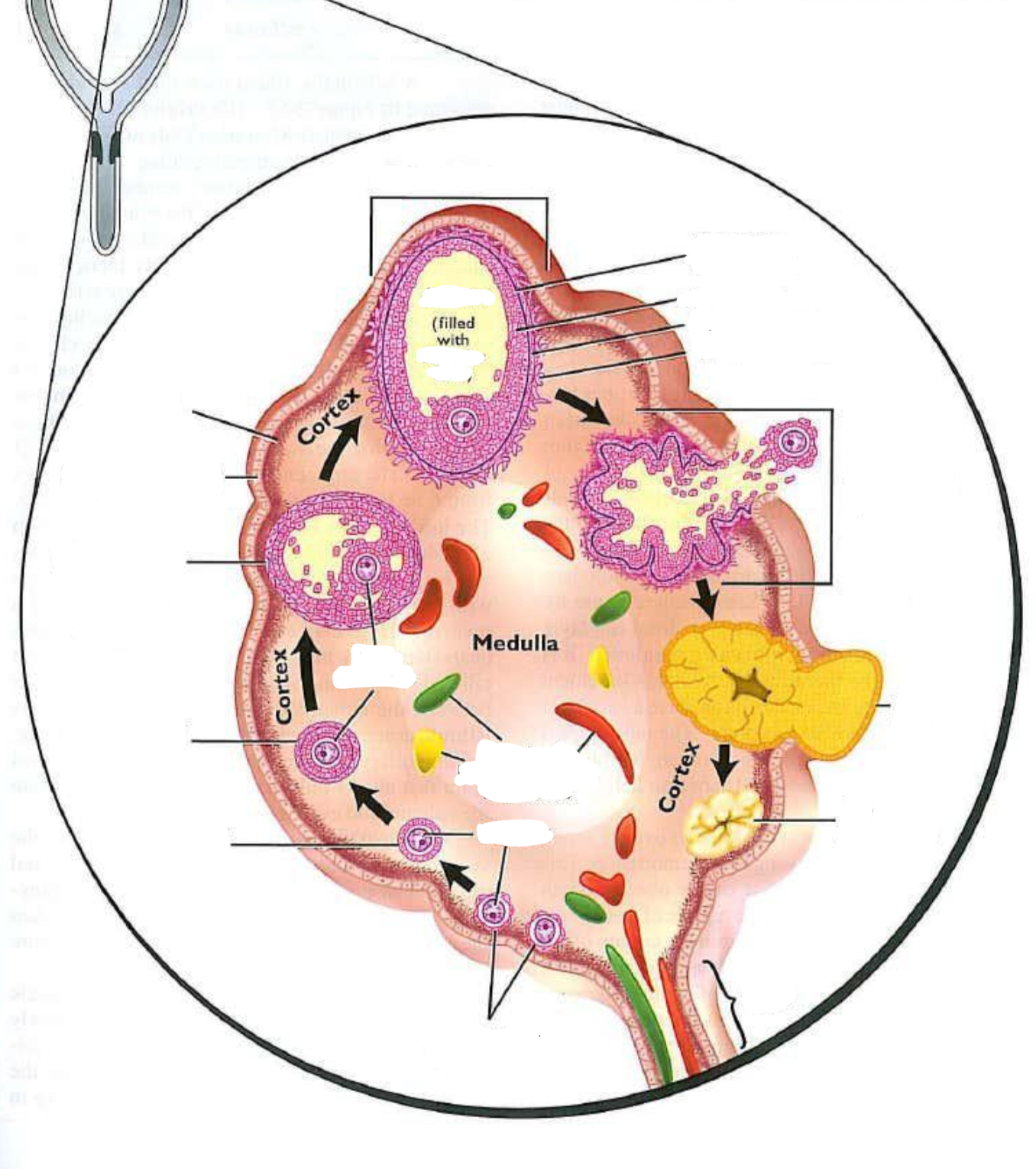 <p>Identify the ovarian structures?</p>