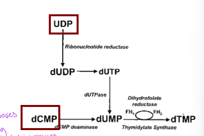 <p>deoxy form of CMP for thymined</p>