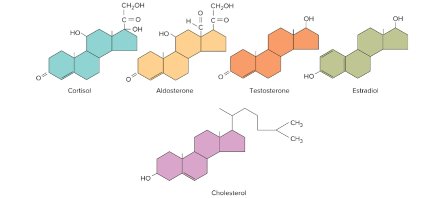 <ul><li><p>Derived from cholesterol </p></li><li><p>Produced by our gonads and adrenal cortex </p></li></ul><p></p>