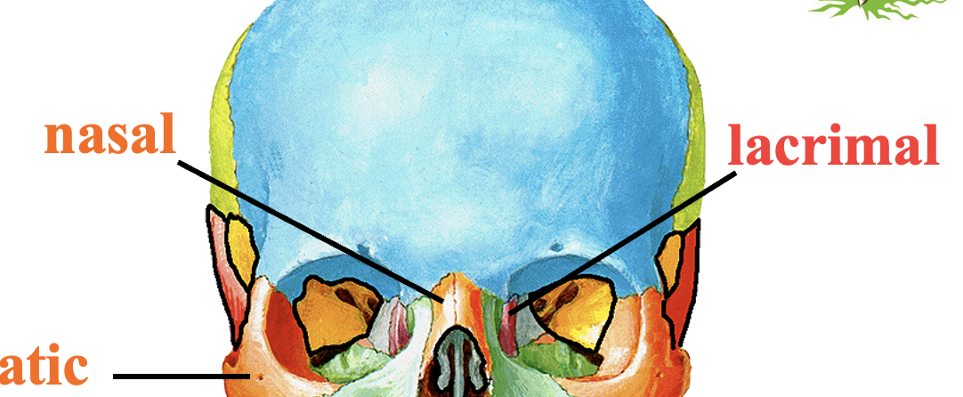 <p><strong>posterior to nasal bones </strong></p>