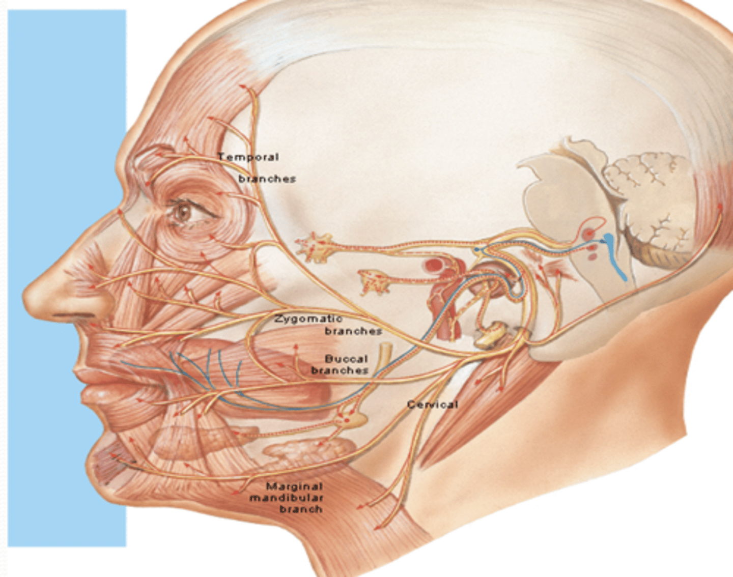 <p>What is the course of the cervical branch of CN VII?</p>