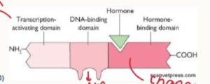 <ol><li><p>transcription activating domain</p></li><li><p>DNA-binding domain</p></li><li><p>hormone-binding domain</p></li></ol><p></p>