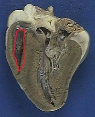 <p>Chamber</p>